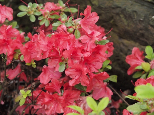 Azalia japońska 'Orange Beauty'